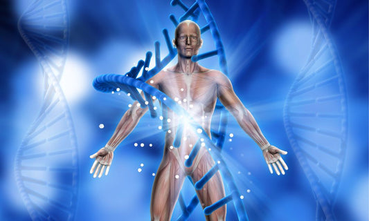 NNAD+ Role in Cellular Respiration and Aging