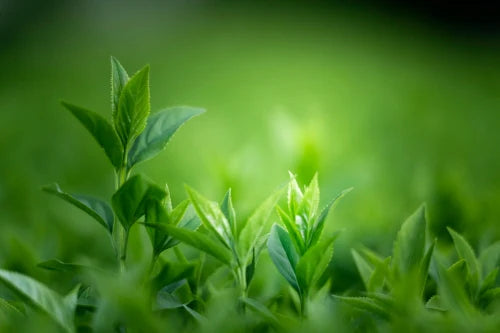 Close-up of green leaves with a blurred green background