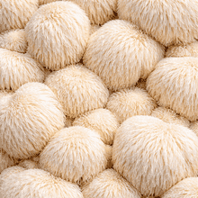 Lion’s Mane Mushroom