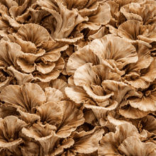 Maitake Mushroom