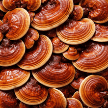 Reishi Mushroom