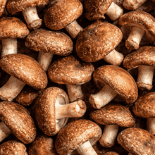 Shitake Mushroom